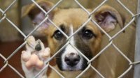 Приют для собак в Пловдиве дарит подарки усыновителям