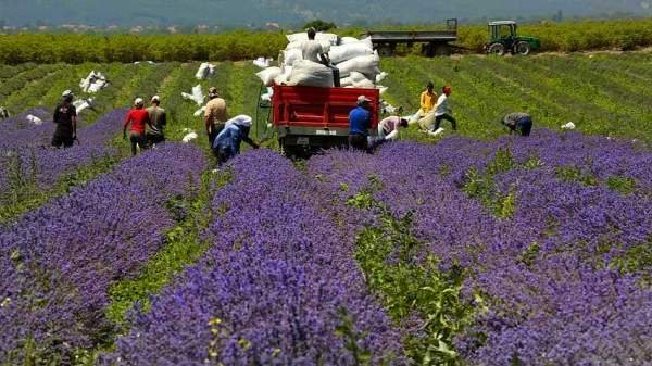 Болгария остается мировым лидером в производстве и экспорте лавандового масла