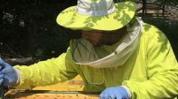 Кампания «Усынови улей» − помогаешь пчелам и наслаждаешься болгарским медом