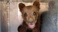 Поиски матери затерявшегося медвежонка продолжаются