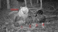 Фотоловушка запечатлела природный феномен – родопская медведица родила четырех медвежат