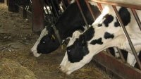 Болгария и Турция возобновят торговлю скотом с начала 2018 года