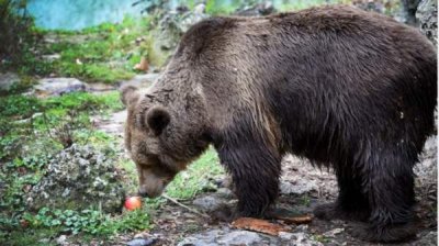 Осторожно, медведь! Участились случаи встреч хищников с местными жителями