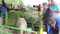 Сегодня откроется Национальный смотр овцеводов Болгарии