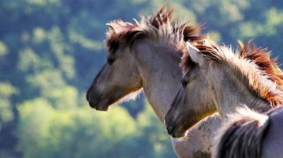 &laquo;Статус &laquo;Дикий&raquo;&raquo;: Болгаро-нидерландский проект по восстановлению популяции диких лошадей в Восточных Родопах