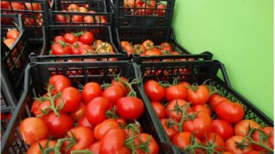 Вдвое больше томатов посажено в Болгарии в 2022 году