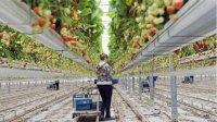 Нидерланды помогут Болгарии повысить производство овощей