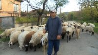 Болгарские животноводы готовятся к протестам и блокаде дорог