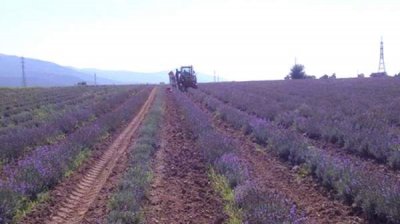 Промысел с ароматом лаванды