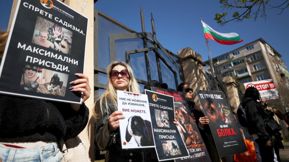 Граждане требуют суровых наказаний за жестокое обращение с животными