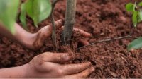 Президент дает старт инициативе «Посадим дерево»
