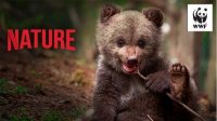 WWF Болгария направил внимание на охрану медведей