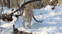 Зимняя фотопрогулка по зоопарку Софии