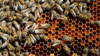 Охрана пчел предполагает коррекцию деятельности человека