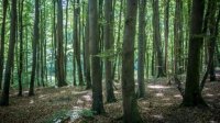 Новый метод защиты лесов создали ученые России и Болгарии