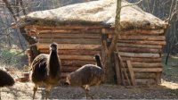 Птицы эму – новые питомцы зоопарка в Добриче