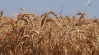 Болгарская пшеница задерживается на складах