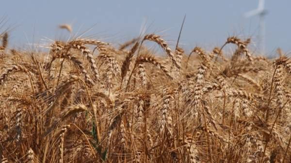 Болгарская пшеница задерживается на складах