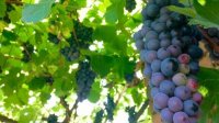 Экспорт болгарского вина сохраняется, несмотря на пандемию