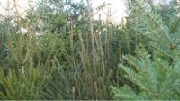 В лесопарке Ямбола будут посажены рождественские елки