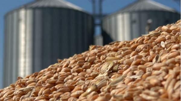Государство выделит 562 млн евро на закупку пшеницы, подсолнечника и кукурузы