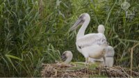 В заповеднике „Сребырна“ вылупились первые в этом году пеликаны