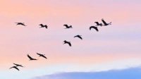 Всемирный день перелетных птиц – забота о жизни и в небе