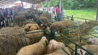 Национальный съезд овцеводов собрал фермеров со всей страны