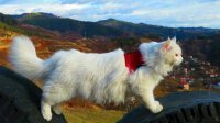Хайди – смелая кошка-путешественница и интернет-знаменитость