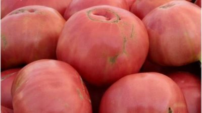 Розовый помидор – главный герой фестиваля в центре Софии