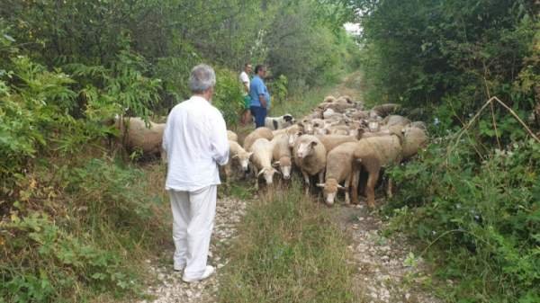 Национальная выставка овец породы Иль-де-Франс в Сливене