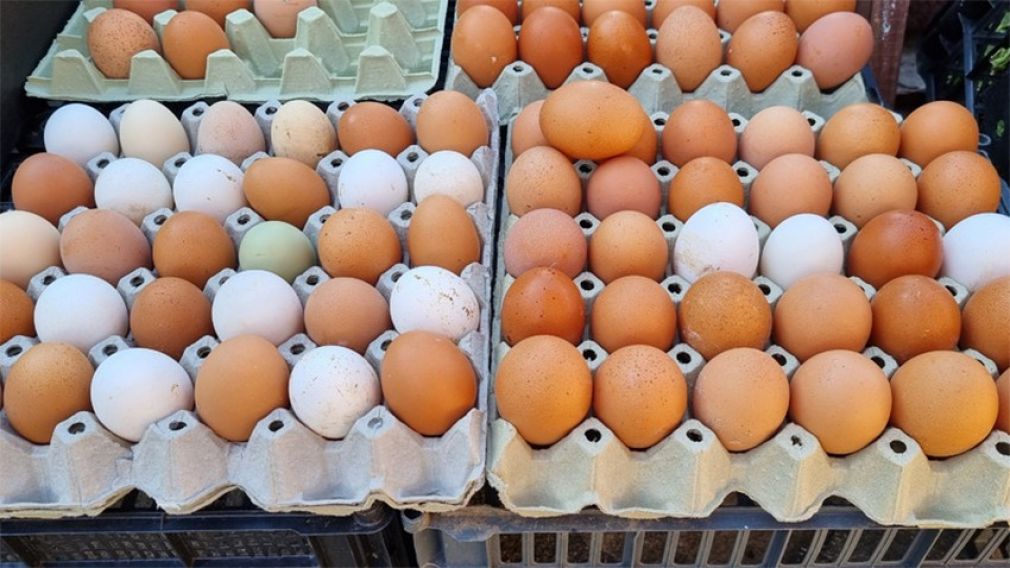 БАБПП сообщило, что нет незаконного импорта яиц и куриного мяса