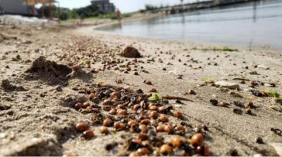 Внимание, нашествие божьих коровок на северном побережье Черного моря!