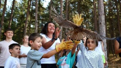 Вылеченные пустельги и канюки были выпущены в дикую природу