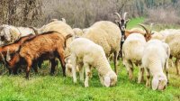 Фермеры подают заявления на евросубсидии, имея 2/3 виртуальных животных