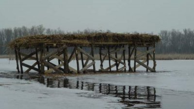 Кампания WWF по “усыновлению” редких видов животных