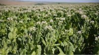 Новые сорта табака в Болгарии - ответ на изменения климата