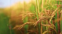 К концу года в Болгарии иссякнут запасы риса