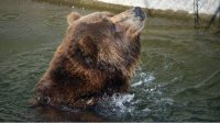Животных Софийского зоопарка охлаждают мороженным