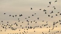 Наблюдаем миграцию птиц на Варненском озере