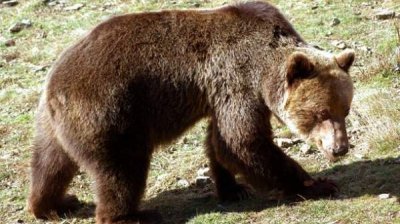 О медведях – без предубеждений