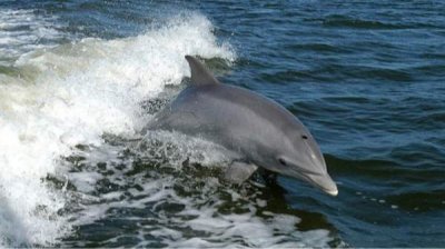 Дикие дельфины порадовали туристов на пляже в Бяла