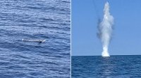 Обезвредили беспилотник в Черном море в 40 км от болгарского побережья