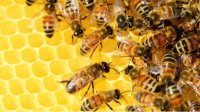 Пчеловод – человеческий вид, который никогда не должен исчезнуть