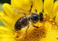 Пчеловоды настаивают на запрет никотинамидных пестицидов