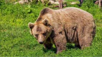 Фотоохота на медведей в Родопах или как повысить уровень адреналина