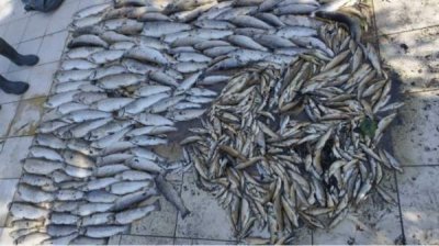 Новый сигнал об отравлении рыбы в реке в Родопах