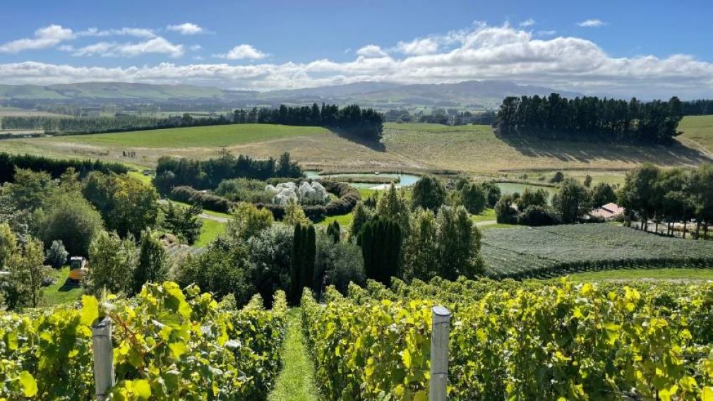 Болгарские виноделы будут производить вино в Новой Зеландии
