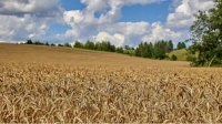 Болгария обдумывает запрет на импорт украинского зерна
