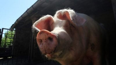 Африканская чума свиней резко сократила производство свинины